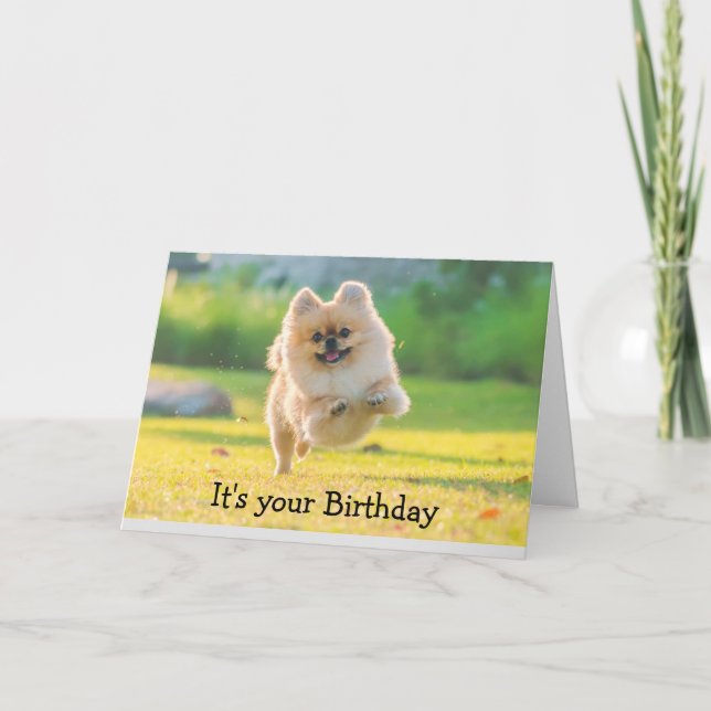 Birthday Happy Fun Pomeranian Dog  Card (Front)