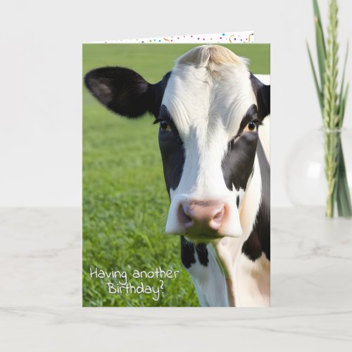 Birthday Holstein Cow Humor Card