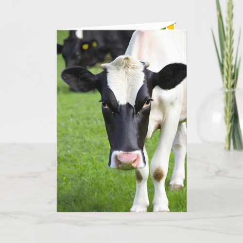Birthday Holstein Cow In Pasture Card