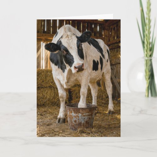 Birthday Holstein Cow Standing in a Rusty Bucket Card