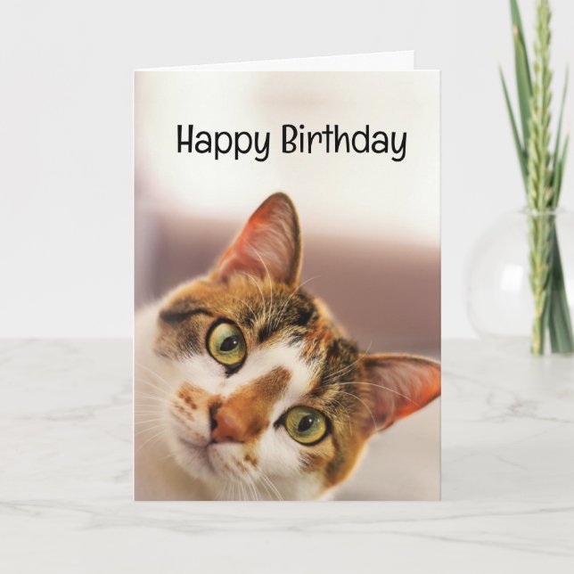 Birthday Humor Animal Pet Cat Kittens Card (Front)