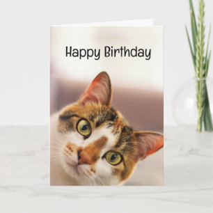Birthday Humor Animal Pet Cat Kittens Card