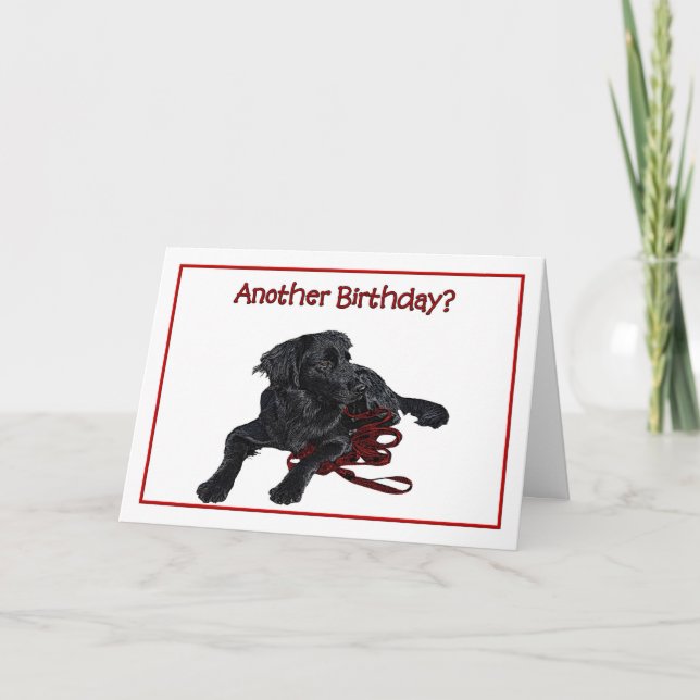 Birthday Humor Black Labrador Retriever Card (Front)