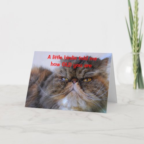 Birthday Humor Calico Persian Kitty Card