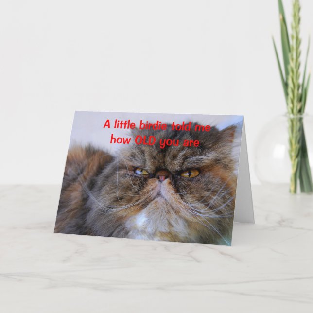 Birthday Humor Calico Persian Kitty Card (Front)
