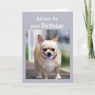 Birthday Humor Chihuahua Too Much Birthday cake Card