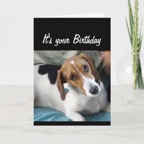 Birthday Humor Dont Eat All that Cake Cute Dog Card