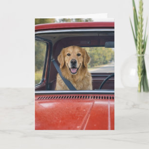 Birthday Humor Golden Retriever Wearing a Seatbelt Card