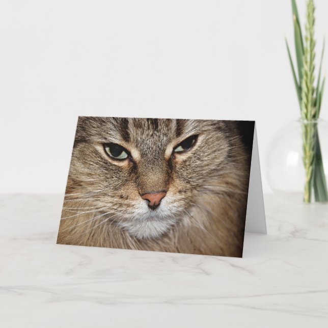 Birthday Humor Maine Coon Face  Card (Front)