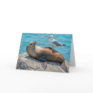 Birthday Humor Seagull Perched On a Sea Lion Card