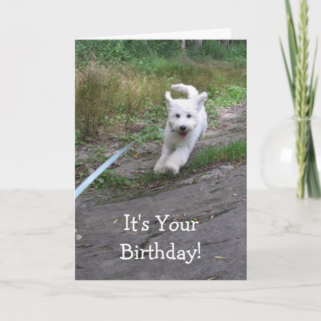 Birthday Humor with Cute Running Goldendoodle Pup Card (Front)