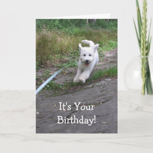 Birthday Humor with Cute Running Goldendoodle Pup Card