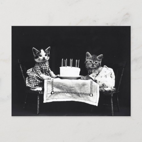 Birthday Kittens Postcard