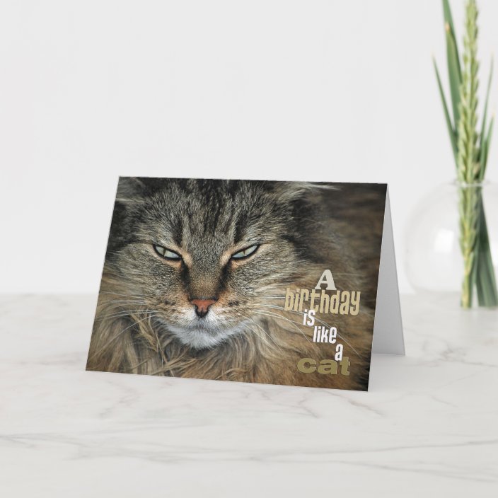 Birthday Maine Coon Cat humor Card | Zazzle.com