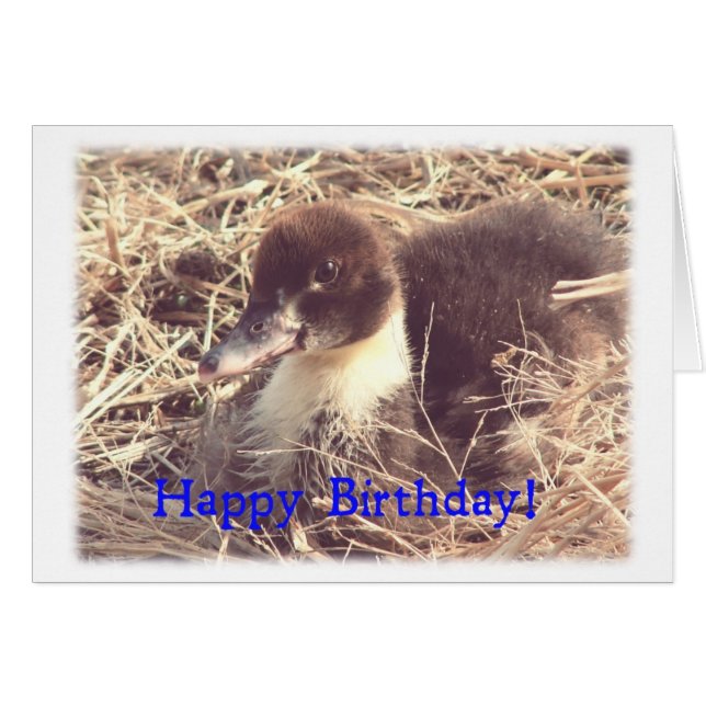 Birthday Muscovy Duckling Cards (Front Horizontal)