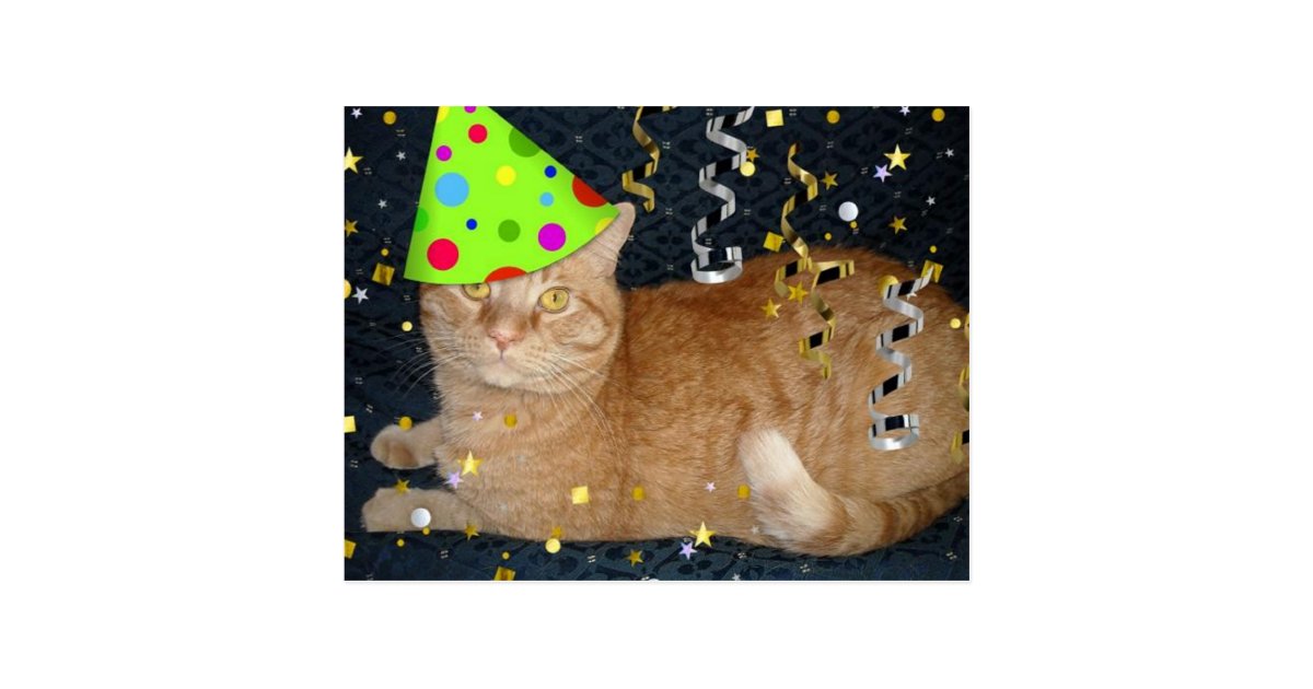 Birthday Party Orange Tabby Cat Postcard Zazzle Com