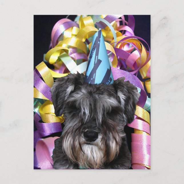 Birthday Party Schnauzer Ribbon Behind Postcard (Front)