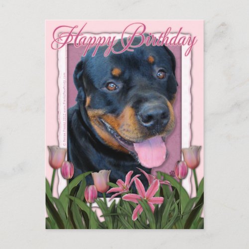 Birthday _ Pink Tulips _ Rottweiler _ Harley Postcard