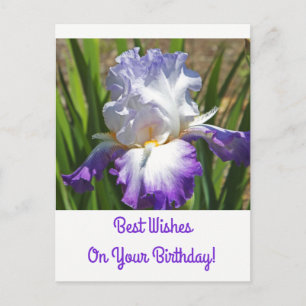 Birthday Postcard/White and Purple Iris/Best Wish Postcard