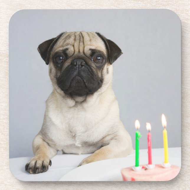 Birthday Pug Beverage Coaster (Front)