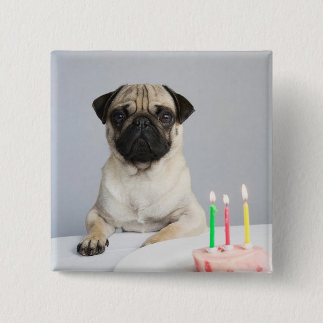Birthday Pug Button (Front)