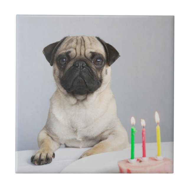 Birthday Pug Ceramic Tile (Front)