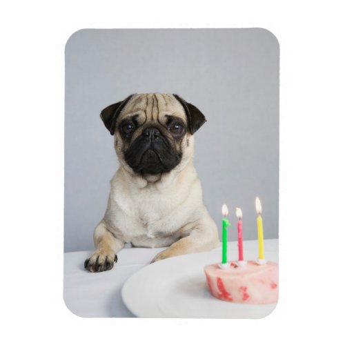 Birthday Pug Magnet