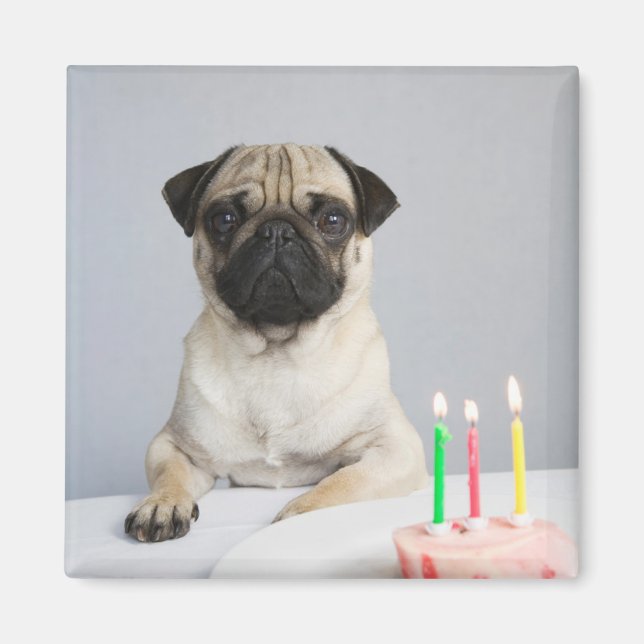 Birthday Pug Magnet (Front)