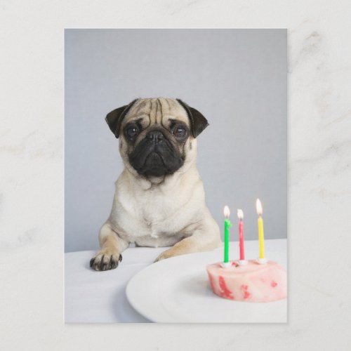 Birthday Pug Postcard