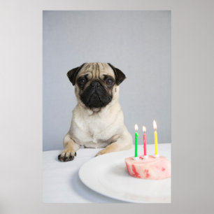 Birthday Pug Poster