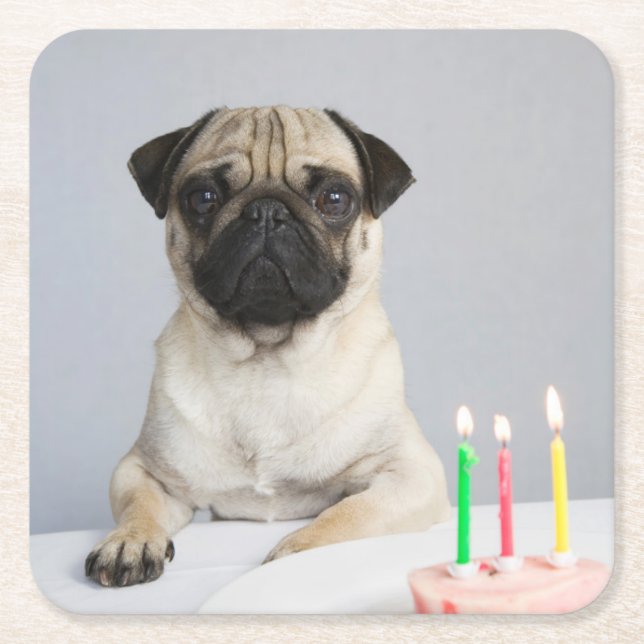 Birthday Pug Square Paper Coaster (Front)