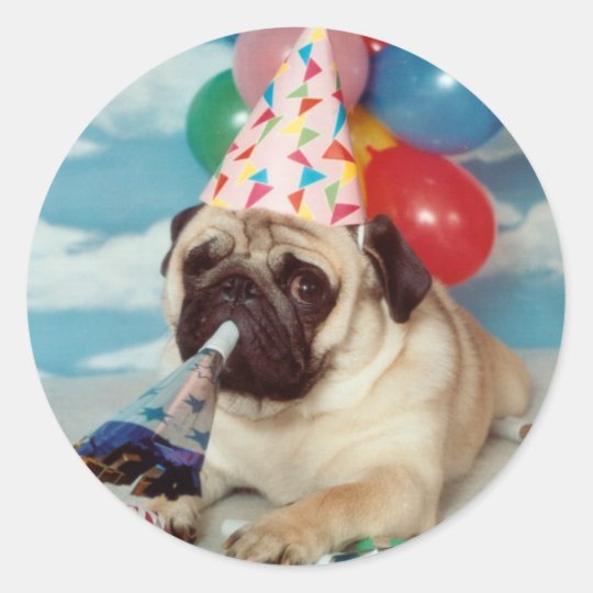 Birthday Pug Stickers | Zazzle.com