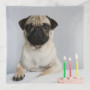 Birthday Pug Trinket Tray