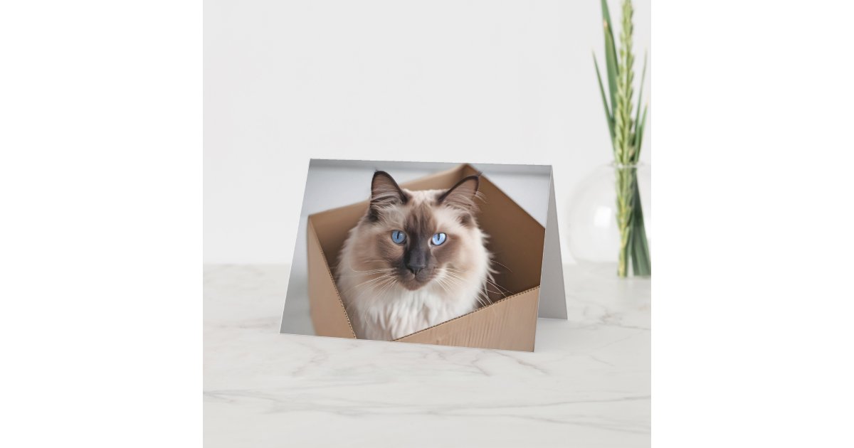 Cardbored Ragdoll Birthday Ragdoll Cat In Cardboard Box Card | Zazzle