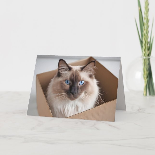 Birthday Ragdoll Cat In Cardboard Box Card (Front)
