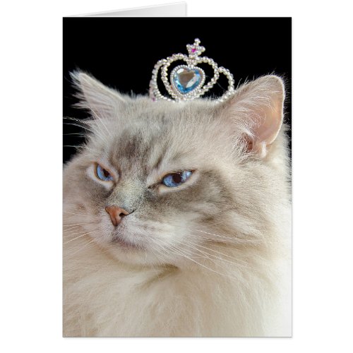 Birthday Ragdoll Cat with jeweled crown