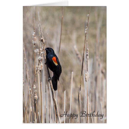 birthday-red winged blackbird on dry grass cards (Front)