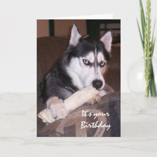 Birthday, Something for you, Humor with Dog Card