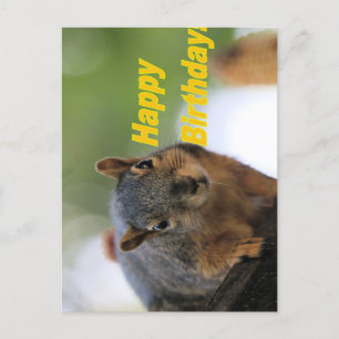 Birthday squirrel postcard