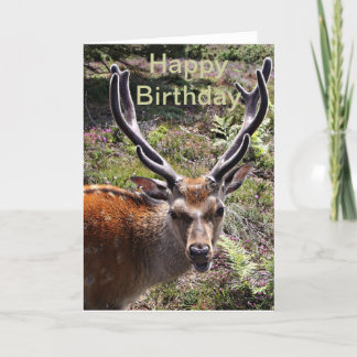 Birthday stag card