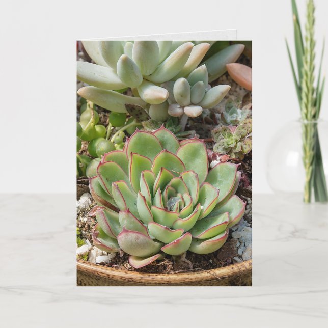 birthday-succulent plants in pot card (Front)