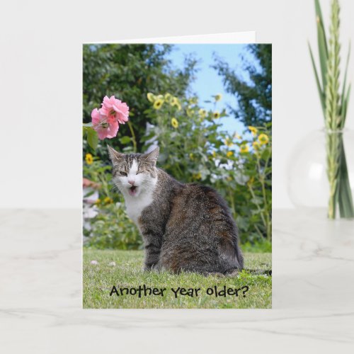 birthday tabby cat card