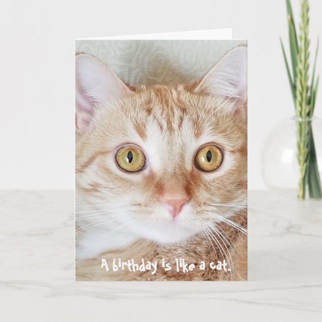 birthday tabby cat humor card (Front)
