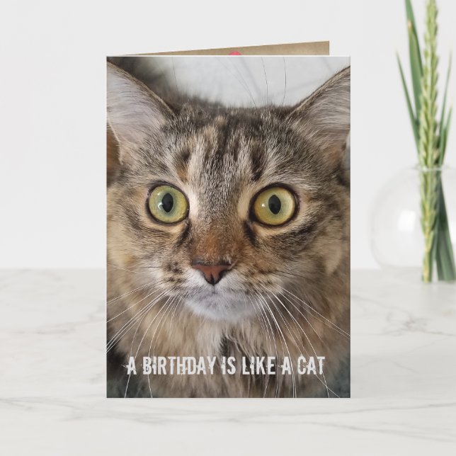 Birthday Tabby Cat humor Card (Front)