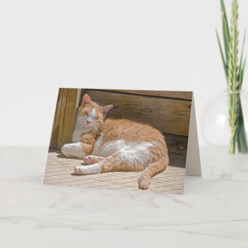 Birthday Tabby Cat Nap Card