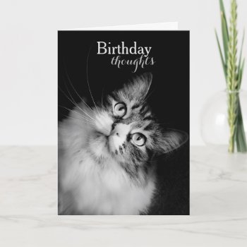 Birthday Thoughts From A Cat's Perspective (card) Card by Siberianmom at Zazzle