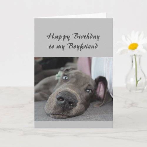 Birthday to my Boyfriend Fun Dog Relax Humor Card