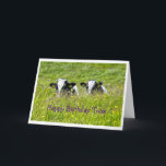 Birthday Twin Card<br><div class="desc">Twin Holstein calves photo</div>
