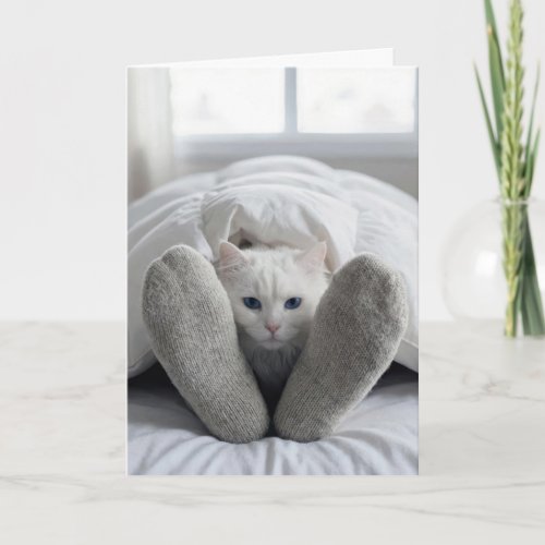 Birthday White Cat Under a Duvet