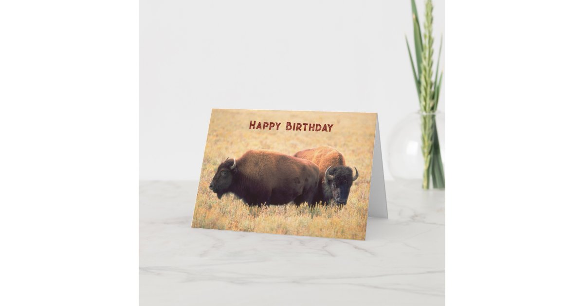 Birthday With A Pair Of Bison On The Prairie Card Zazzle birthday-with-a-pair-of-bison-on-the-prairie-card-zazzle